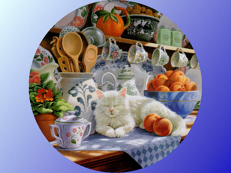 Kitchen Cat
